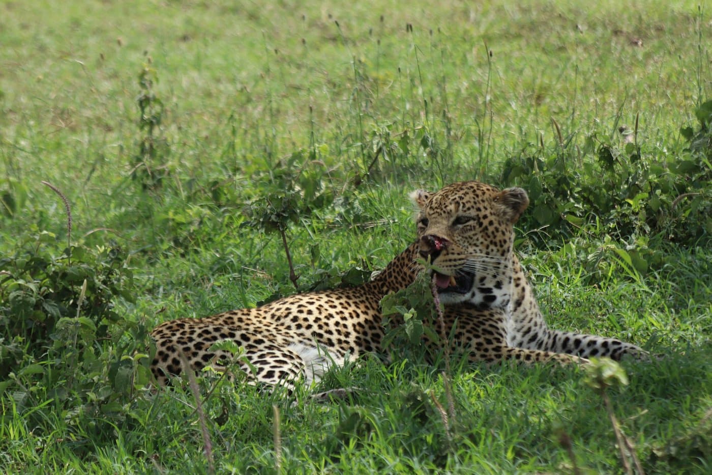 The Ultimate Guide to Choosing the Perfect Safari Destination in Kenya