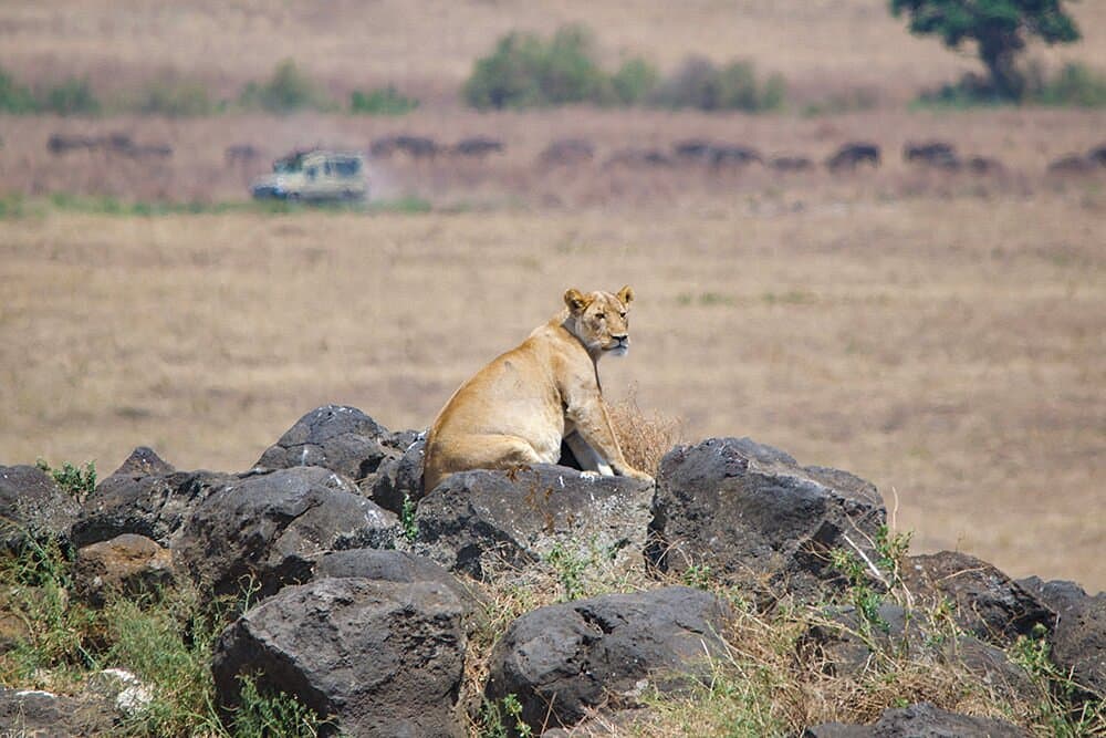 Masai Mara and Serengeti Safaris