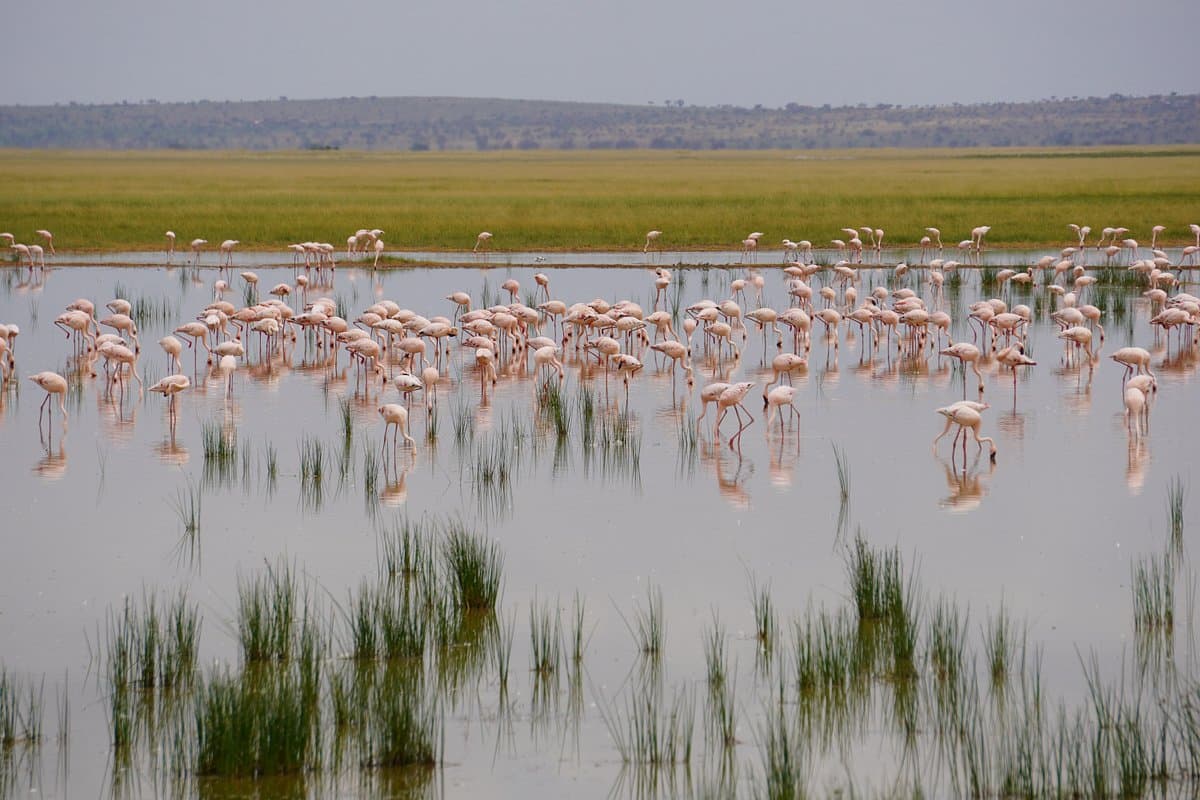 Flamingos at the rim