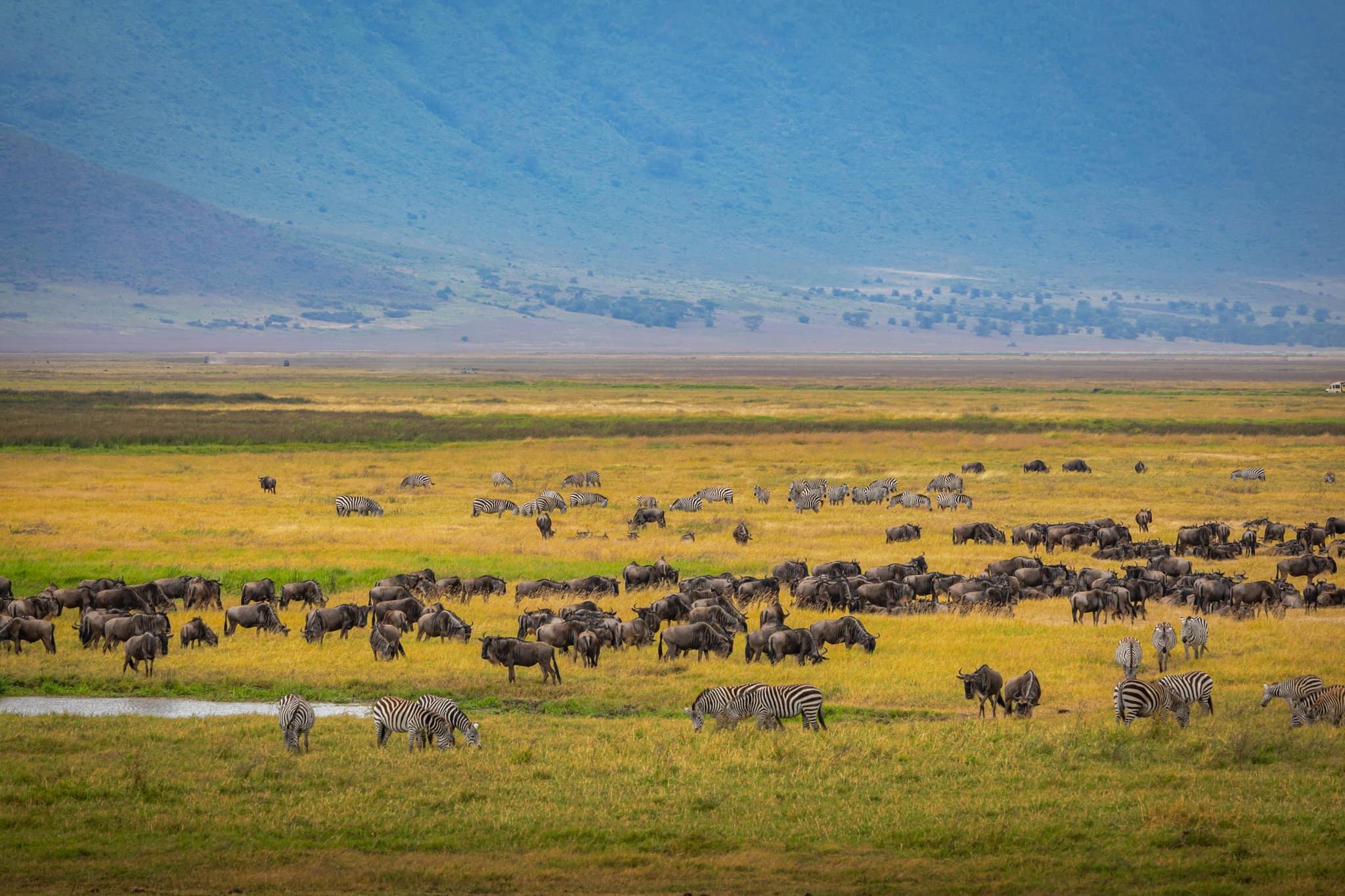 Great Wildebeest Migration in Kenya