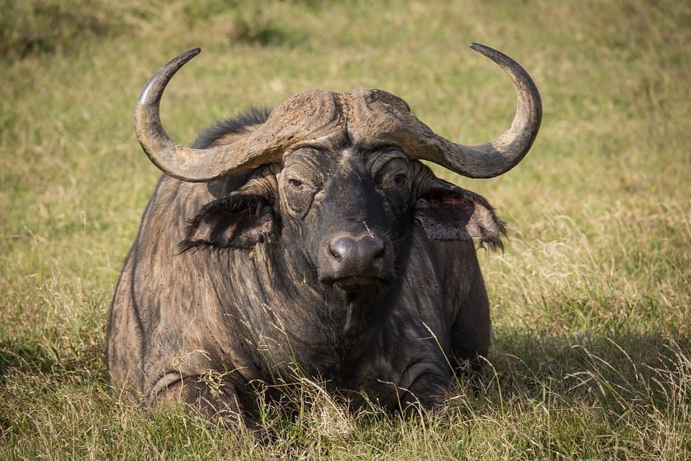 How many days in the Masai Mara is enough?