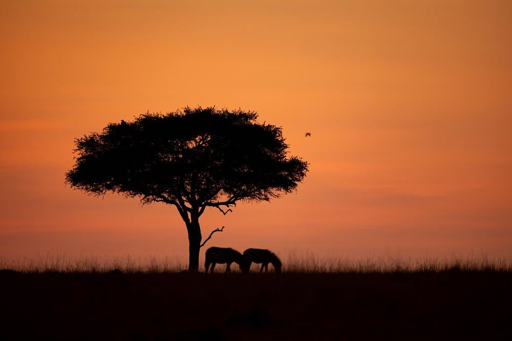 Masai Mara Safari Guide