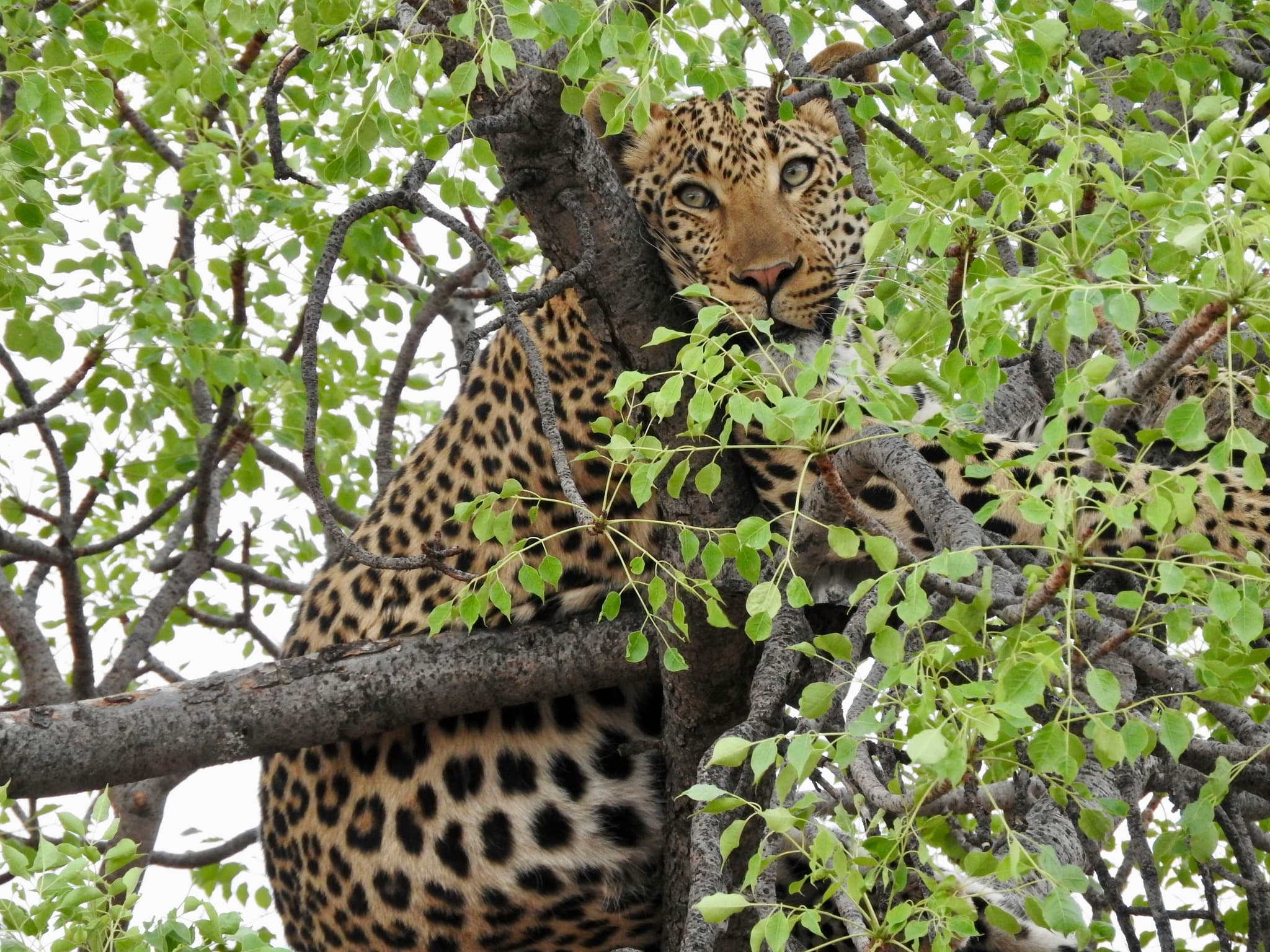 Best Time to Visit Kenya for a Safari