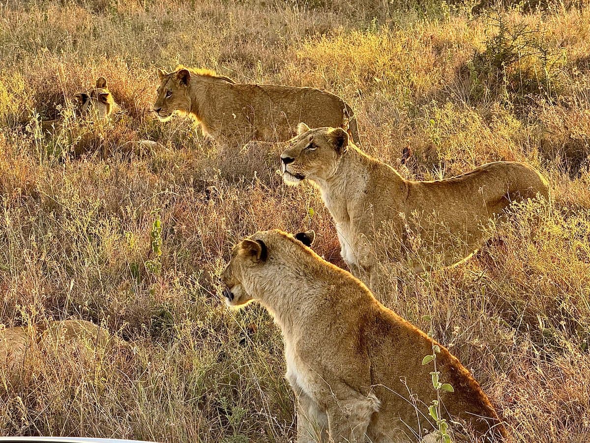 How Many Days Is Enough for a Kenya Safari