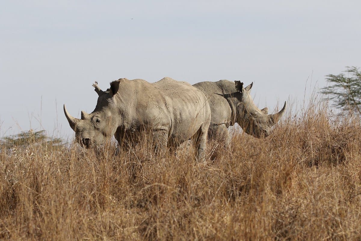 Best Kenya Safari Parks