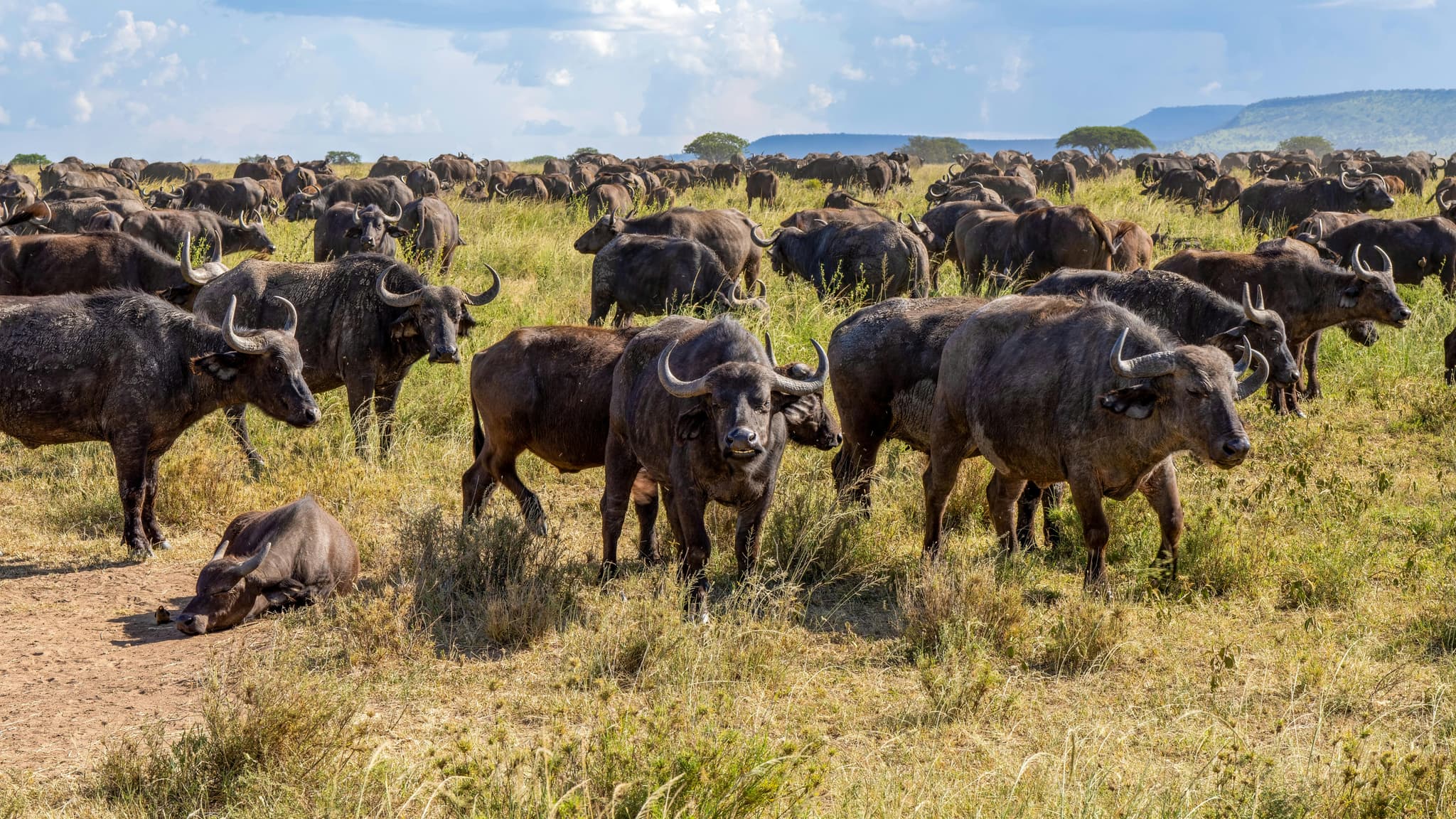 3 Days Masai Mara great wildebeest migration safari