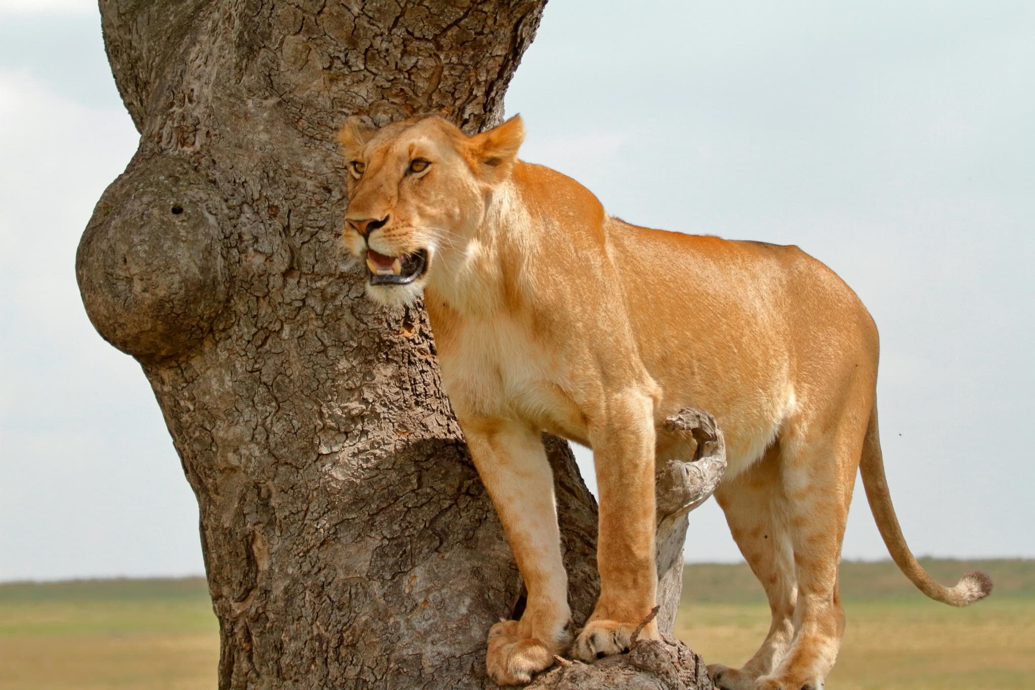 Kenya's Aquatic and Savannah Landscapes