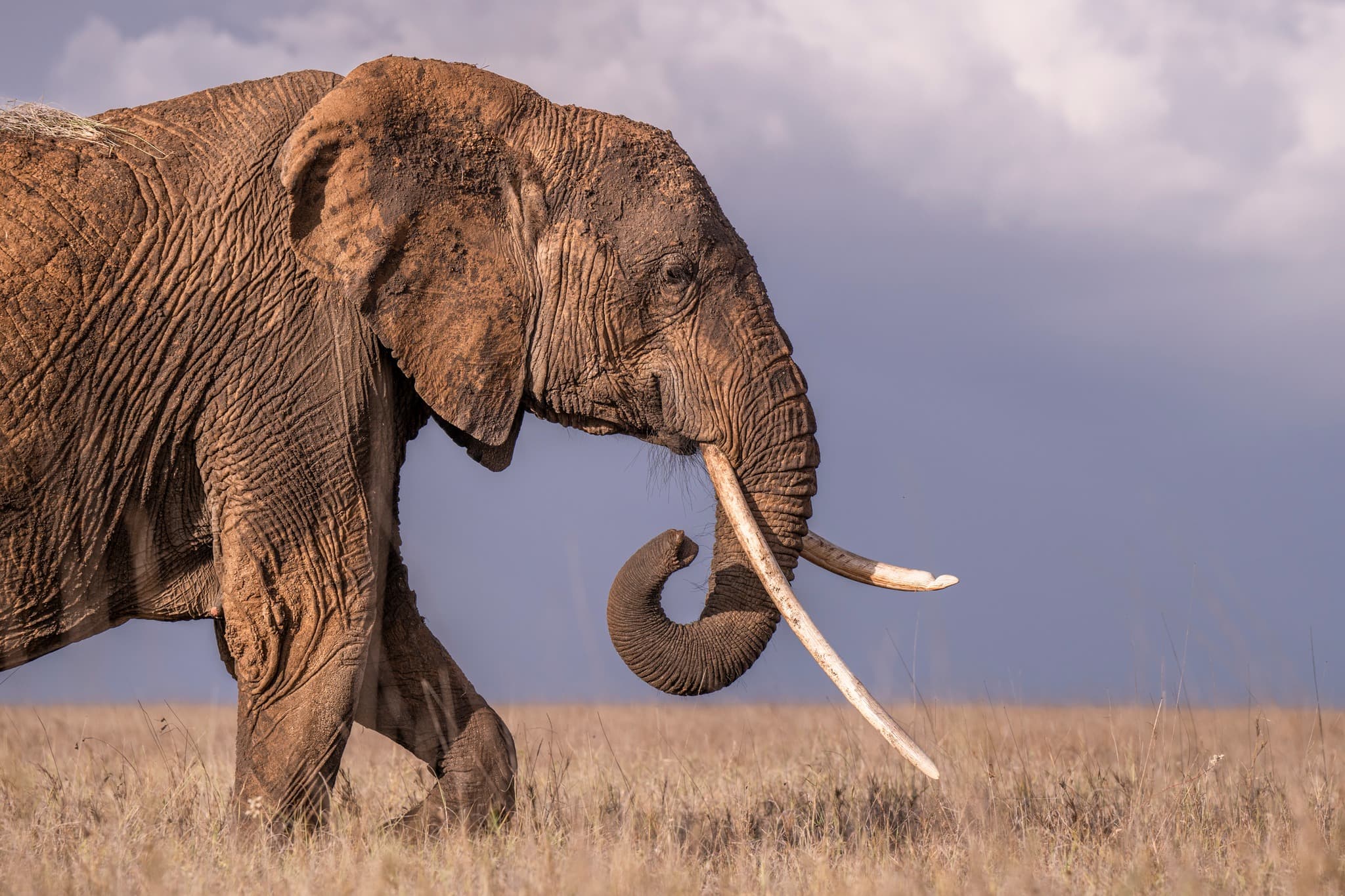 Amboseli Day Trip from Nairobi