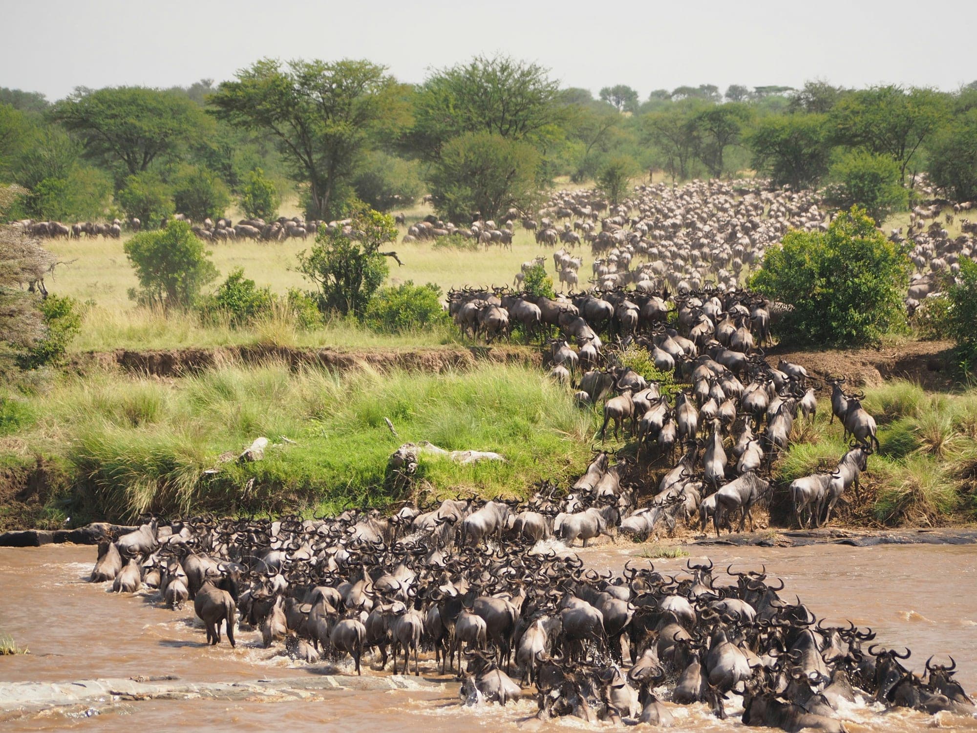 Great Wildebeest Migration Safari