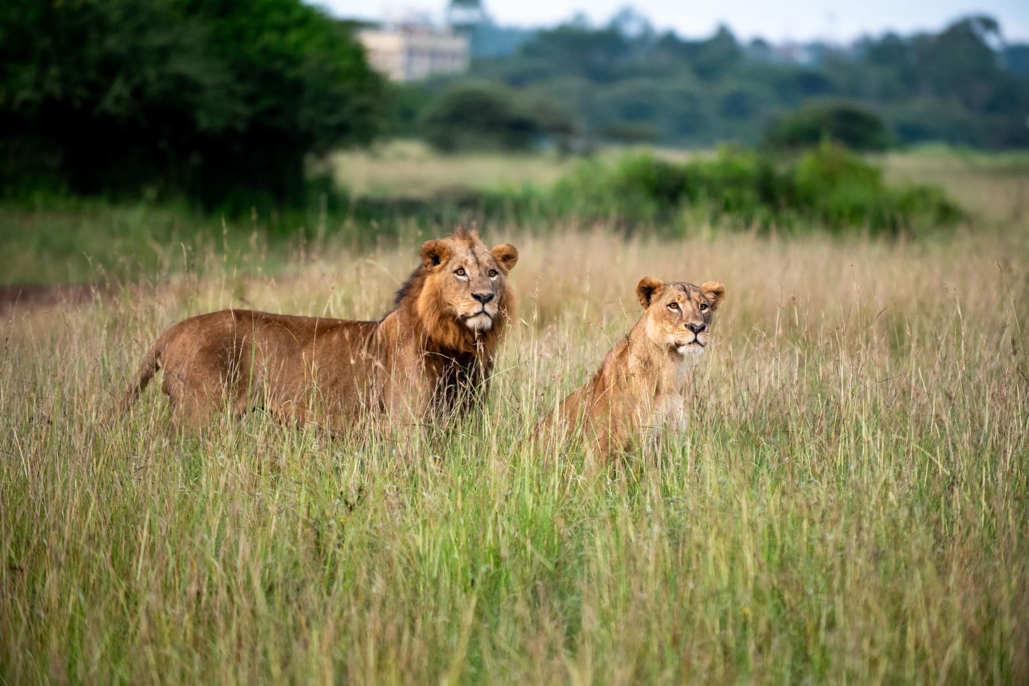 Half Day Nairobi National Park Safari